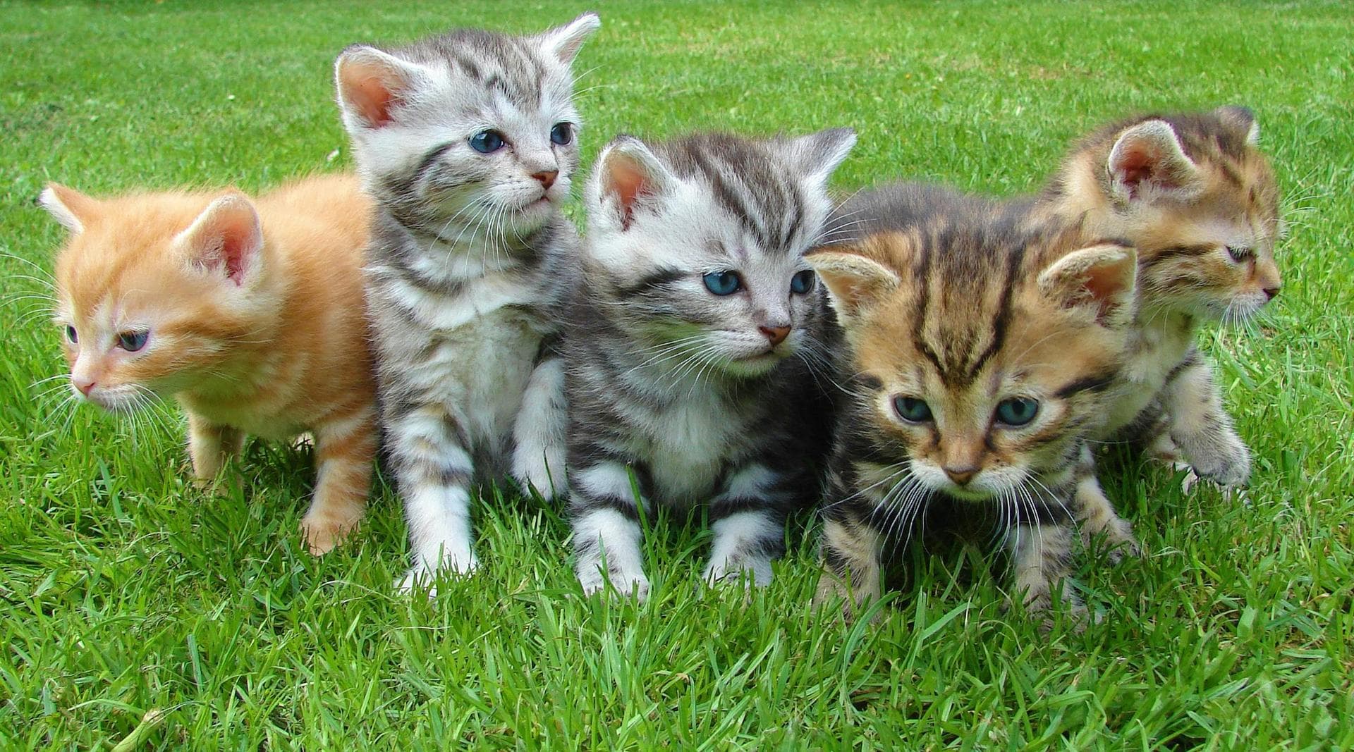 Best Vets in Newcastle-under-Lyme